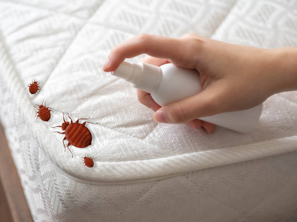 Best Emergency Pest Control  in Yaeyville, NC