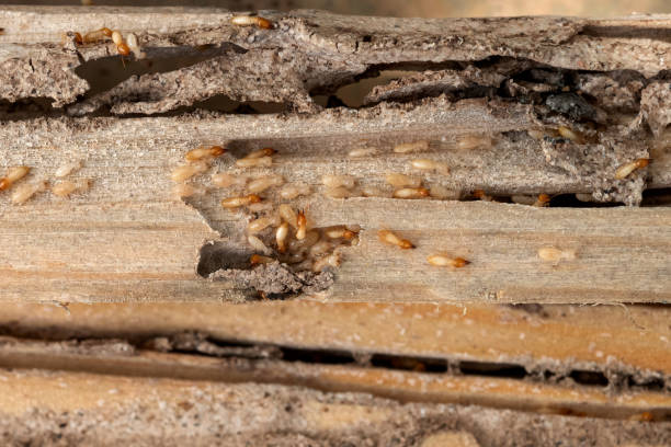 Best Best Pest Control Companies  in Yaeyville, NC
