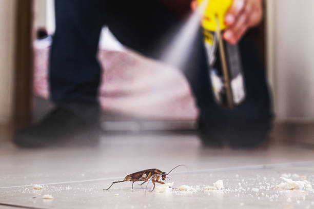 Best Flea Control Services  in Yaeyville, NC